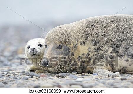"Grey Seal (Halichoerus grypus), female with pup on the beach, Dune island, Helgoland, Schleswig-Holstein, Germany, Europe" View Large Photo Image Stock Photo - "Grey Seal (Halichoerus grypus), female with pup on the beach, Dune island, Helgoland, Schleswig-Holstein, Germany, Europe". Fotosearch