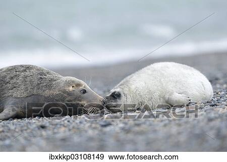 "Grey Seal (Halichoerus grypus) female with pup, on the beach, Dune island, Helgoland, Schleswig-Holstein, Germany, Europe" View Large Photo Image Stock Photo - "Grey Seal (Halichoerus grypus) female with pup, on the beach, Dune island, Helgoland, Schleswig-Holstein, Germany, Europe". Fotosearch