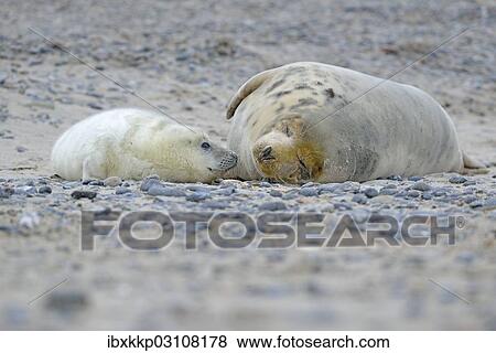 "Grey Seal (Halichoerus grypus) female with pup, on the beach, Dune island, Helgoland, Schleswig-Holstein, Germany, Europe" View Large Photo Image Stock Photo - "Grey Seal (Halichoerus grypus) female with pup, on the beach, Dune island, Helgoland, Schleswig-Holstein, Germany, Europe". Fotosearch