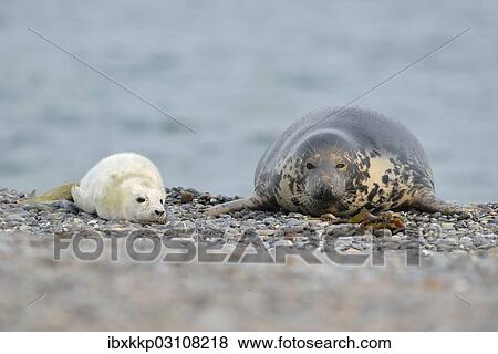 "Grey Seal (Halichoerus grypus) female with pup, on the beach, Dune island, Helgoland, Schleswig-Holstein, Germany, Europe" View Large Photo Image Stock Photo - "Grey Seal (Halichoerus grypus) female with pup, on the beach, Dune island, Helgoland, Schleswig-Holstein, Germany, Europe". Fotosearch