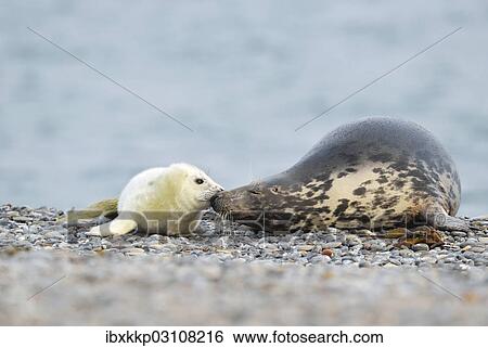 "Grey Seal (Halichoerus grypus) female with pup, on the beach, Dune island, Helgoland, Schleswig-Holstein, Germany, Europe" View Large Photo Image Stock Photograph - "Grey Seal (Halichoerus grypus) female with pup, on the beach, Dune island, Helgoland, Schleswig-Holstein, Germany, Europe". Fotosearch