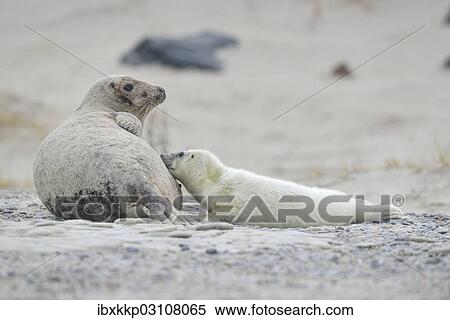"Grey Seal (Halichoerus grypus), female with pup suckling, on the beach, Dune island, Helgoland, Schleswig-Holstein, Germany, Europe" View Large Photo Image Stock Photography - "Grey Seal (Halichoerus grypus), female with pup suckling, on the beach, Dune island, Helgoland, Schleswig-Holstein, Germany, Europe". Fotosearch