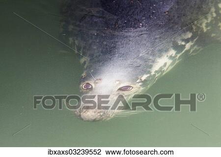 "Grey Seal (Halichoerus grypus) in water, Hornum, Westerland, Sylt, North Frisia, Sylt, North Frisian Islands, Schleswig-Holstein, Germany, Europe" View Large Photo Image Stock Image - "Grey Seal (Halichoerus grypus) in water, Hornum, Westerland, Sylt, North Frisia, Sylt, North Frisian Islands, Schleswig-Holstein, Germany, Europe". Fotosearch