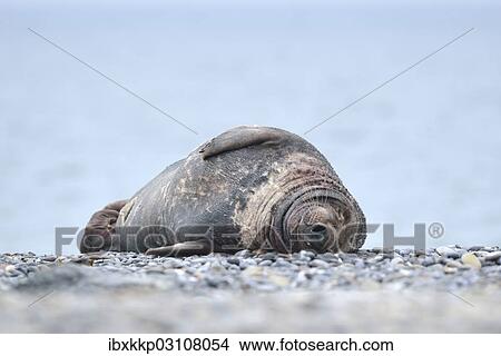 "Grey Seal (Halichoerus grypus), male on the beach, Dune island, Helgoland, Schleswig-Holstein, Germany, Europe" View Large Photo Image Picture - "Grey Seal (Halichoerus grypus), male on the beach, Dune island, Helgoland, Schleswig-Holstein, Germany, Europe". Fotosearch