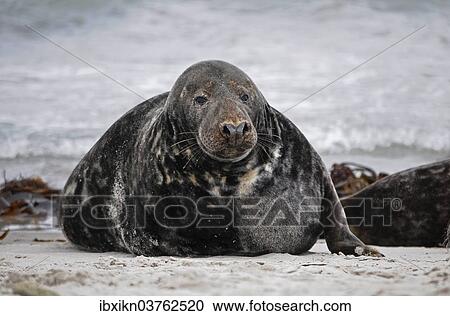 "Grey Seal (Halichoerus grypus), male, Dune island, Helgoland, Schleswig-Holstein, Germany, Europe" View Large Photo Image Stock Image - "Grey Seal (Halichoerus grypus), male, Dune island, Helgoland, Schleswig-Holstein, Germany, Europe". Fotosearch