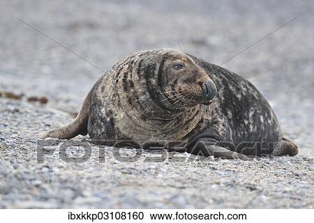 "Grey Seal (Halichoerus grypus), male on the beach, Dune island, Helgoland, Schleswig-Holstein, Germany, Europe" View Large Photo Image Stock Image - "Grey Seal (Halichoerus grypus), male on the beach, Dune island, Helgoland, Schleswig-Holstein, Germany, Europe". Fotosearch