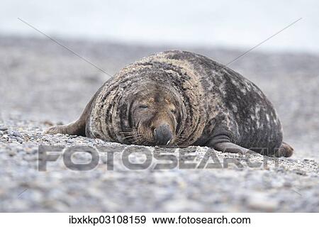 "Grey Seal (Halichoerus grypus), male on the beach, Dune island, Helgoland, Schleswig-Holstein, Germany, Europe" View Large Photo Image Stock Photo - "Grey Seal (Halichoerus grypus), male on the beach, Dune island, Helgoland, Schleswig-Holstein, Germany, Europe". Fotosearch