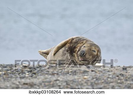 "Grey Seal (Halichoerus grypus) on beach, Dune island, Helgoland, Schleswig-Holstein, Germany, Europe" View Large Photo Image Picture - "Grey Seal (Halichoerus grypus) on beach, Dune island, Helgoland, Schleswig-Holstein, Germany, Europe". Fotosearch