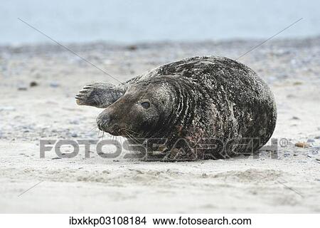 "Grey Seal (Halichoerus grypus), on the beach, Dune island, Helgoland, Schleswig-Holstein, Germany, Europe" View Large Photo Image Picture - "Grey Seal (Halichoerus grypus), on the beach, Dune island, Helgoland, Schleswig-Holstein, Germany, Europe". Fotosearch
