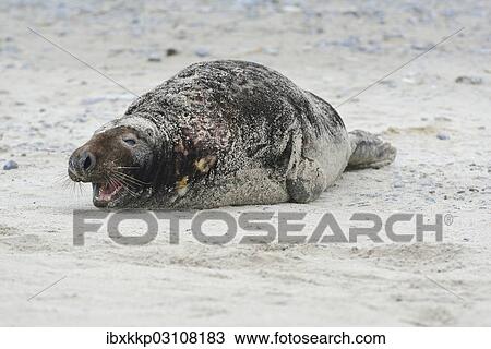Stock Image - "Grey Seal (Halichoerus grypus), on the beach, Dune island, Helgoland, Schleswig-Holstein, Germany, Europe". Fotosearch