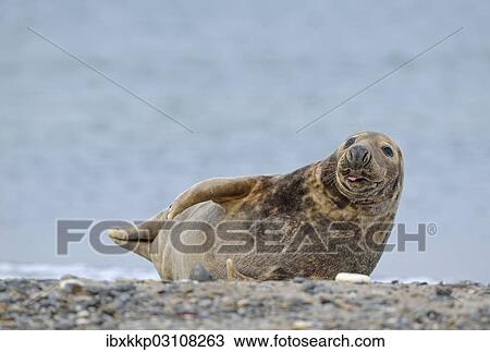 Stock Image - "Grey Seal (Halichoerus grypus) on the beach, Dune island, Helgoland, Schleswig-Holstein, Germany, Europe". Fotosearch