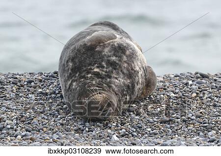 "Grey Seal (Halichoerus grypus), on the beach, Dune island, Helgoland, Schleswig-Holstein, Germany, Europe" View Large Photo Image Stock Photo - "Grey Seal (Halichoerus grypus), on the beach, Dune island, Helgoland, Schleswig-Holstein, Germany, Europe". Fotosearch