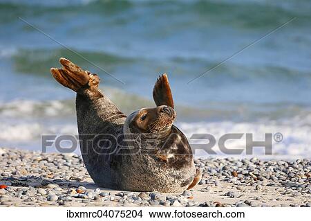 Picture - "Grey seal (Halichoerus grypus), Heligoland, Schleswig-Holstein, Germany, Europe". Fotosearch