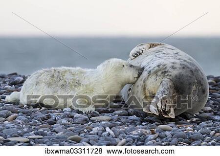 "Grey Seal (Halichoerus grypus), pup is nursed by mother seal, Helgoland, Schleswig-Holstein, Germany, Europe" View Large Photo Image Stock Photo - "Grey Seal (Halichoerus grypus), pup is nursed by mother seal, Helgoland, Schleswig-Holstein, Germany, Europe". Fotosearch