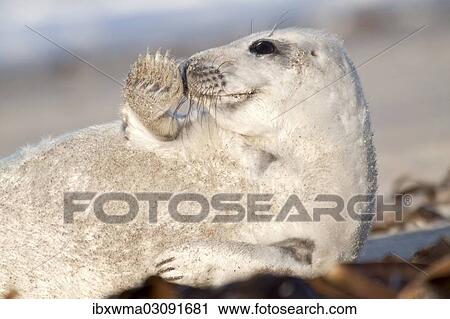 Stock Image - "Grey Seal (Halichoerus grypus), pup """"waving"""" with fin, Helgoland, Schleswig-Holstein, Germany, Europe". Fotosearch