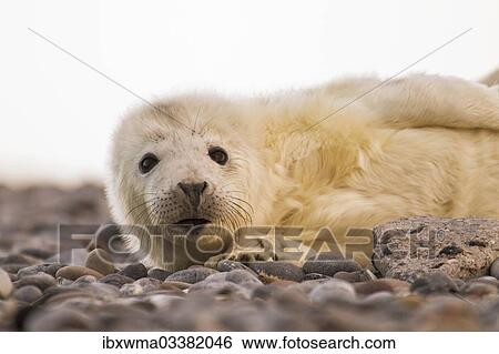 Stock Photograph - "Grey Seal (Halichoerus grypus), pup, Helgoland, Schleswig-Holstein, Germany, Europe". Fotosearch