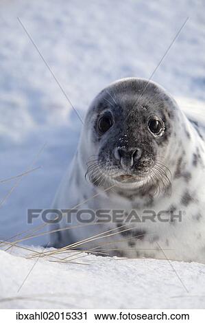 Stock Image - "Grey Seal (Halichoerus grypus), Helgoland Dunes, Schleswig-Holstein, Germany, Europe". Fotosearch