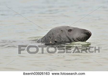 "Grey Seal (Halichoerus grypus), Heligoland, Schleswig-Holstein, Germany, Europe" View Large Photo Image Stock Image - "Grey Seal (Halichoerus grypus), Heligoland, Schleswig-Holstein, Germany, Europe". Fotosearch
