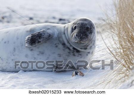 "Grey seal (Halichoerus grypus), Helgoland, Schleswig-Holstein, Germany, Europe" View Large Photo Image Stock Image - "Grey seal (Halichoerus grypus), Helgoland, Schleswig-Holstein, Germany, Europe". Fotosearch