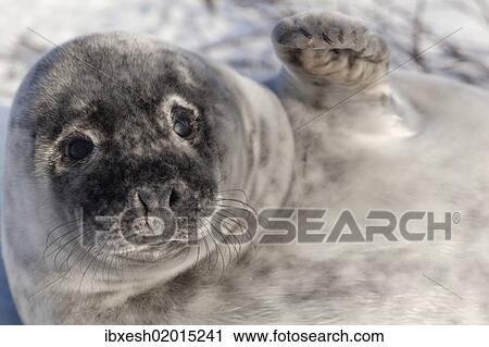 "Grey seal (Halichoerus grypus), Helgoland, Schleswig-Holstein, Germany, Europe" View Large Photo Image Stock Image - "Grey seal (Halichoerus grypus), Helgoland, Schleswig-Holstein, Germany, Europe". Fotosearch
