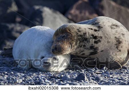 "Grey Seal (Halichoerus grypus), Helgoland Dunes, Schleswig-Holstein, Germany, Europe" View Large Photo Image Stock Photo - "Grey Seal (Halichoerus grypus), Helgoland Dunes, Schleswig-Holstein, Germany, Europe". Fotosearch