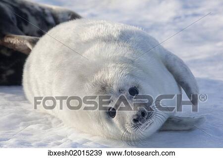 "Grey seal (Halichoerus grypus), Helgoland, Schleswig-Holstein, Germany, Europe" View Large Photo Image Stock Photo - "Grey seal (Halichoerus grypus), Helgoland, Schleswig-Holstein, Germany, Europe". Fotosearch