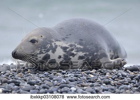 "Grey Seal (Halichoerus grypus), female, on the beach, Dune island, Helgoland, Schleswig-Holstein, Germany, Europe" View Large Photo Image Stock Photo - "Grey Seal (Halichoerus grypus), female, on the beach, Dune island, Helgoland, Schleswig-Holstein, Germany, Europe". Fotosearch