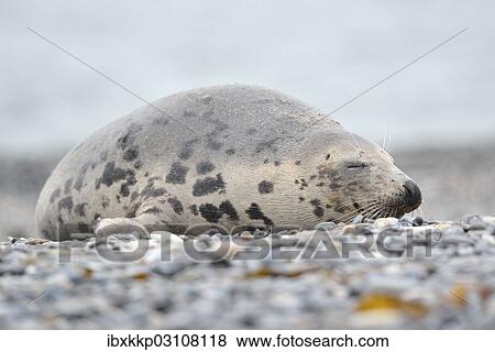 Stock Photo - "Grey Seal (Halichoerus grypus), female, on the beach, Dune island, Helgoland, Schleswig-Holstein, Germany, Europe". Fotosearch