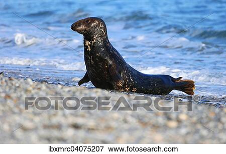 "Grey seal (Halichoerus grypus), Heligoland, Schleswig-Holstein, Germany, Europe" View Large Photo Image Stock Photo - "Grey seal (Halichoerus grypus), Heligoland, Schleswig-Holstein, Germany, Europe". Fotosearch