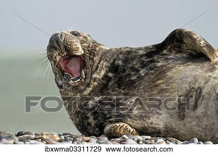"Grey Seal (Halichoerus grypus), yawning, Helgoland, Schleswig-Holstein, Germany, Europe" View Large Photo Image Stock Photo - "Grey Seal (Halichoerus grypus), yawning, Helgoland, Schleswig-Holstein, Germany, Europe". Fotosearch