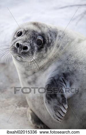 "Grey Seal (Halichoerus grypus), Helgoland Dunes, Schleswig-Holstein, Germany, Europe" View Large Photo Image Stock Photograph - "Grey Seal (Halichoerus grypus), Helgoland Dunes, Schleswig-Holstein, Germany, Europe". Fotosearch