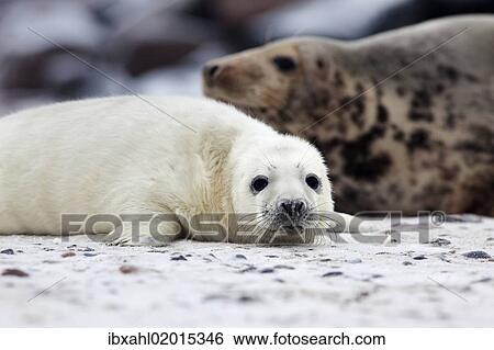 "Grey Seal (Halichoerus grypus), Heligoland Duene, Schleswig-Holstein, Germany, Europe" View Large Photo Image Stock Photograph - "Grey Seal (Halichoerus grypus), Heligoland Duene, Schleswig-Holstein, Germany, Europe". Fotosearch