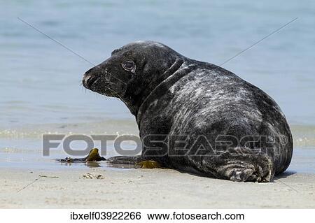 "Grey Seal (Halichoerus grypus), Heligoland, Schleswig-Holstein, Germany, Europe" View Large Photo Image Stock Photograph - "Grey Seal (Halichoerus grypus), Heligoland, Schleswig-Holstein, Germany, Europe". Fotosearch