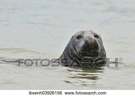 Stock Photograph - "Grey Seal (Halichoerus grypus), Heligoland, Schleswig-Holstein, Germany, Europe". Fotosearch