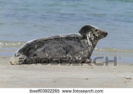 "Grey Seal (Halichoerus grypus), Heligoland, Schleswig-Holstein, Germany, Europe" View Large Photo Image Stock Photography - "Grey Seal (Halichoerus grypus), Heligoland, Schleswig-Holstein, Germany, Europe". Fotosearch
