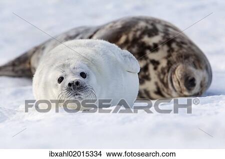 "Grey Seal (Halichoerus grypus) with a cub, Helgoland Dunes, Schleswig-Holstein, Germany, Europe" View Large Photo Image Picture - "Grey Seal (Halichoerus grypus) with a cub, Helgoland Dunes, Schleswig-Holstein, Germany, Europe". Fotosearch