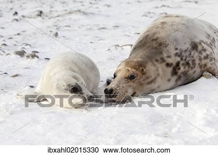 Stock Image - "Grey Seal (Halichoerus grypus) with a cub, Helgoland Dunes, Schleswig-Holstein, Germany, Europe". Fotosearch