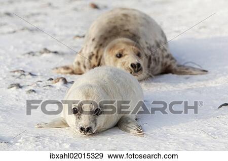 "Grey Seal (Halichoerus grypus) with a cub, Helgoland Dunes, Schleswig-Holstein, Germany, Europe" View Large Photo Image Stock Photo - "Grey Seal (Halichoerus grypus) with a cub, Helgoland Dunes, Schleswig-Holstein, Germany, Europe". Fotosearch