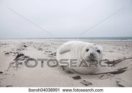 "Grey seal (Halichoerus grypus), young, howler, Heligoland, Schleswig-Holstein, Germany, Europe" View Large Photo Image Stock Image - "Grey seal (Halichoerus grypus), young, howler, Heligoland, Schleswig-Holstein, Germany, Europe". Fotosearch