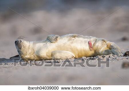 "Grey seal (Halichoerus grypus), young, howler, Heligoland, Schleswig-Holstein, Germany, Europe" View Large Photo Image Stock Image - "Grey seal (Halichoerus grypus), young, howler, Heligoland, Schleswig-Holstein, Germany, Europe". Fotosearch