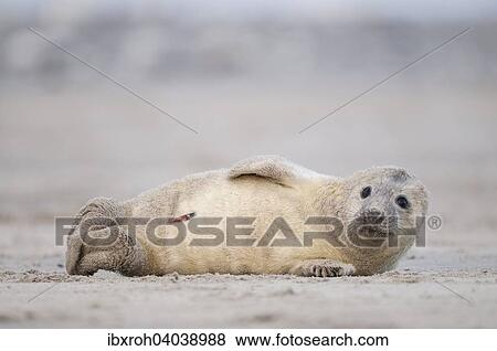 "Grey seal (Halichoerus grypus), young, howler, Heligoland, Schleswig-Holstein, Germany, Europe" View Large Photo Image Stock Photo - "Grey seal (Halichoerus grypus), young, howler, Heligoland, Schleswig-Holstein, Germany, Europe". Fotosearch