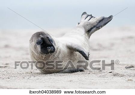 "Grey seal (Halichoerus grypus), young, howler, Heligoland, Schleswig-Holstein, Germany, Europe" View Large Photo Image Stock Photo - "Grey seal (Halichoerus grypus), young, howler, Heligoland, Schleswig-Holstein, Germany, Europe". Fotosearch