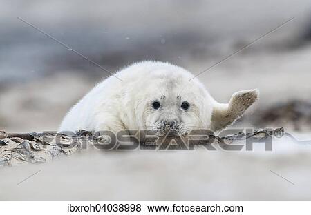 "Grey seal (Halichoerus grypus), young, howler, Heligoland, Schleswig-Holstein, Germany, Europe" View Large Photo Image Stock Photo - "Grey seal (Halichoerus grypus), young, howler, Heligoland, Schleswig-Holstein, Germany, Europe". Fotosearch