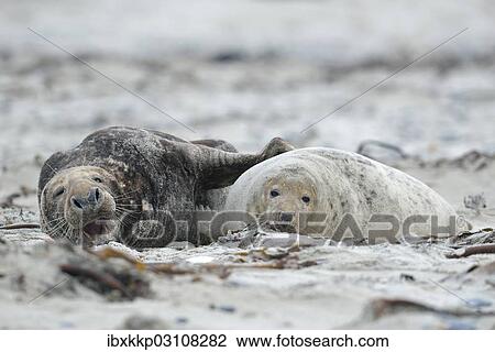 "Grey seals (Halichoerus grypus) on the beach, mating, Dune island, Helgoland, Schleswig-Holstein, Germany, Europe" View Large Photo Image Stock Image - "Grey seals (Halichoerus grypus) on the beach, mating, Dune island, Helgoland, Schleswig-Holstein, Germany, Europe". Fotosearch