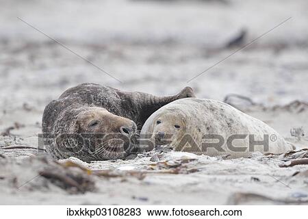 "Grey seals (Halichoerus grypus) on the beach, mating, Dune island, Helgoland, Schleswig-Holstein, Germany, Europe" View Large Photo Image Stock Image - "Grey seals (Halichoerus grypus) on the beach, mating, Dune island, Helgoland, Schleswig-Holstein, Germany, Europe". Fotosearch