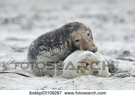 "Grey seals (Halichoerus grypus) on the beach, mating, Dune island, Helgoland, Schleswig-Holstein, Germany, Europe" View Large Photo Image Stock Photo - "Grey seals (Halichoerus grypus) on the beach, mating, Dune island, Helgoland, Schleswig-Holstein, Germany, Europe". Fotosearch