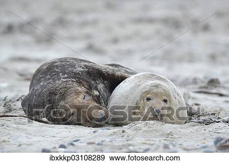"Grey seals (Halichoerus grypus) on the beach, mating, Dune island, Helgoland, Schleswig-Holstein, Germany, Europe" View Large Photo Image Stock Photo - "Grey seals (Halichoerus grypus) on the beach, mating, Dune island, Helgoland, Schleswig-Holstein, Germany, Europe". Fotosearch