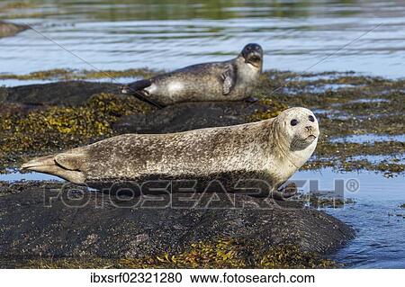 "Grey seals (Halichoerus grypus), Bantry Bay, Cork, Ireland, Europe" View Large Photo Image Stock Image - "Grey seals (Halichoerus grypus), Bantry Bay, Cork, Ireland, Europe". Fotosearch