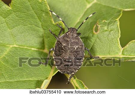 "Grey Stink Bug (Rhapigaster nebulosa), larva before the last larval molt, Baden-Wurttemberg, Germany, Europe" View Large Photo Image Stock Image - "Grey Stink Bug (Rhapigaster nebulosa), larva before the last larval molt, Baden-Wurttemberg, Germany, Europe". Fotosearch