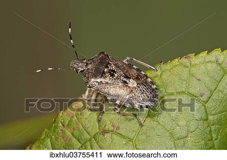 Stock Image - "Grey Stink Bug (Rhapigaster nebulosa), developed insect, Baden-Wurttemberg, Germany, Europe". Fotosearch